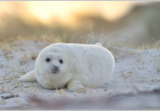 Kegelrobbe (Halichoerus grypus)