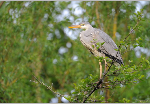 Graureiher (Ardea cinerea)