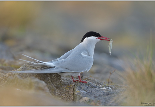 Küstenseeschwalbe (Sterna paradisaea)