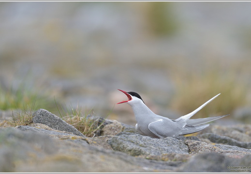 Küstenseeschwalbe (Sterna paradisaea)