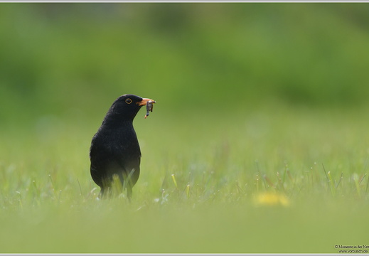 Amsel (Turdus merula)