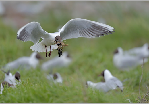 Lachmöwe (Larus ridibundus)