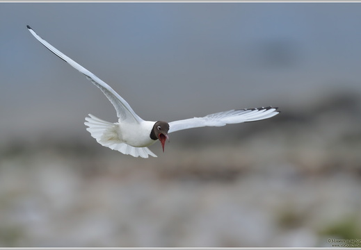 Lachmöwe (Larus ridibundus)