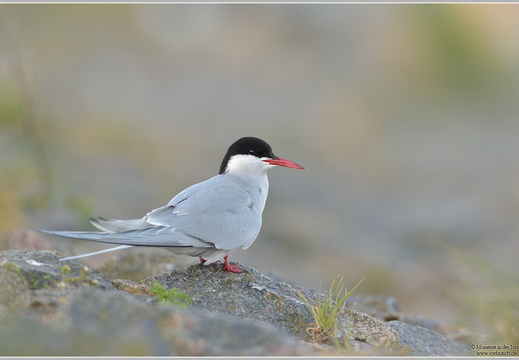Küstenseeschwalbe (Sterna paradisaea)