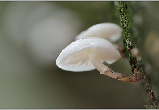 Buchenschleimrübling (Oudemansiella mucida)