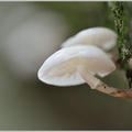 Buchenschleimrübling-(Oudemansiella-mucida).jpg
