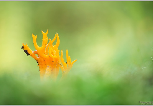Koralle (Ramaria sp.)