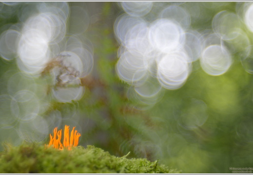 Koralle (Ramaria sp.)