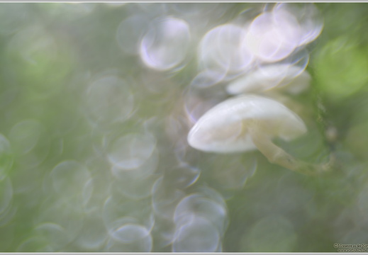 Buchenschleimrübling (Oudemansiella mucida)