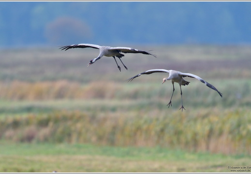 Grauer Kranich (Grus grus)