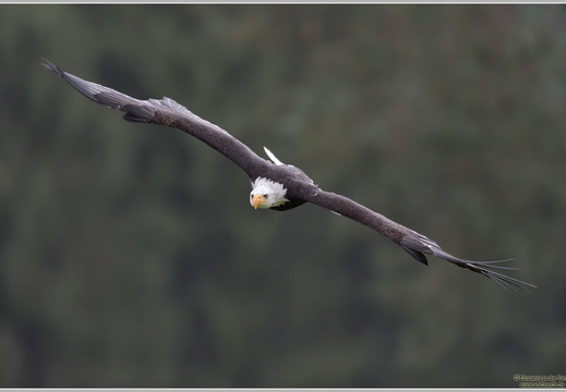 Weißkopfseeadler (Haliaeetus leucocephalus)