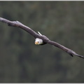 Weißkopfseeadler-(Haliaeetus-leucocephalus),.jpg