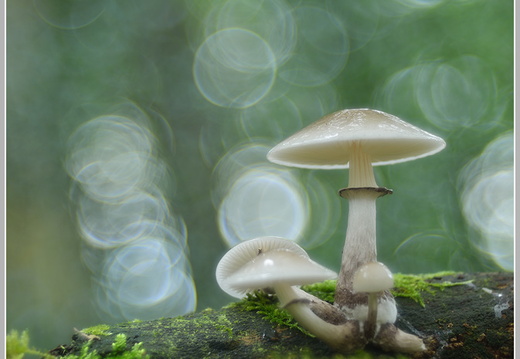 Buchenschleimrübling (Oudemansiella mucida)