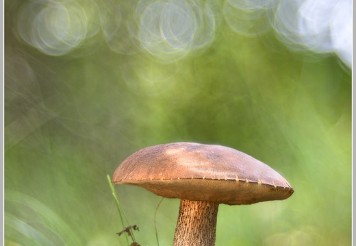 Birkenpilz (Leccinum scabrum)