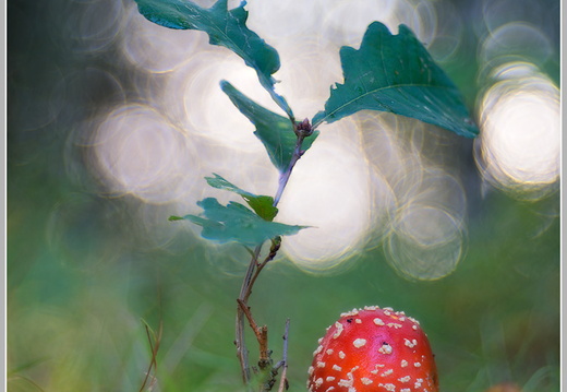 Fliegenpilz (Amanita muscaria)