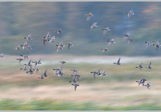 Stockente (Anas platyrhynchos)