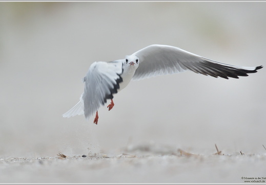 Lachmöwe (Larus ridibundus)