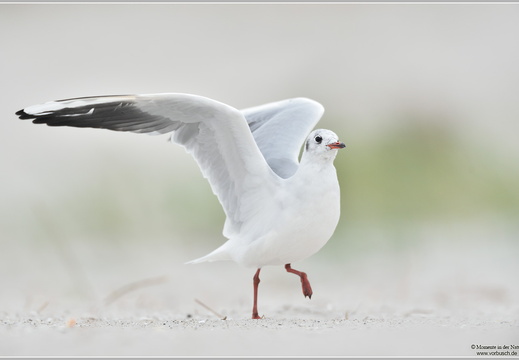 Lachmöwe (Larus ridibundus)