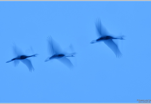Grauer Kranich (Grus grus)