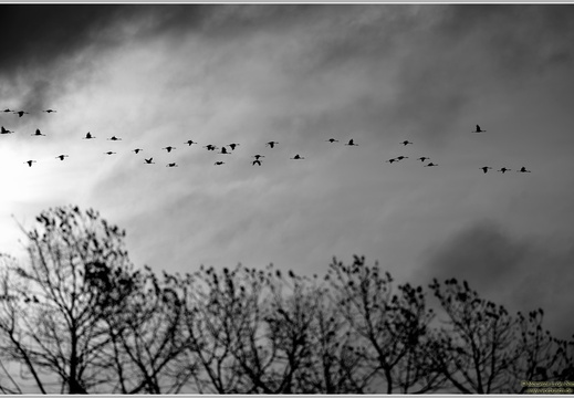 Grauer Kranich (Grus grus)