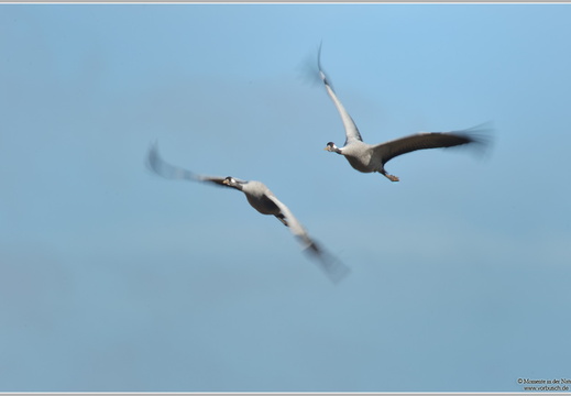 Grauer Kranich (Grus grus)