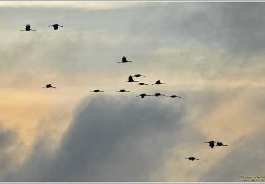Grauer Kranich (Grus grus)