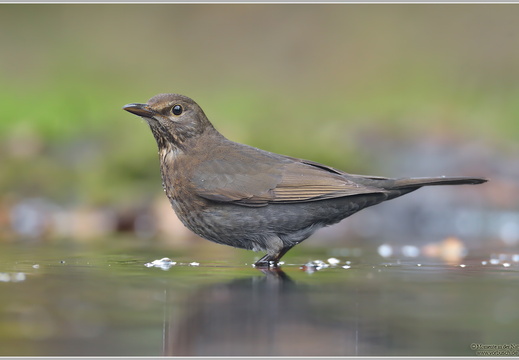 Amsel (Turdus merula)