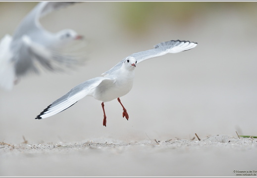 Lachmöwe (Larus ridibundus)