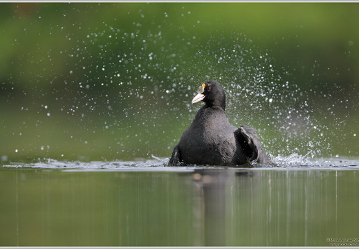 Blässhihn (Fulica atra)
