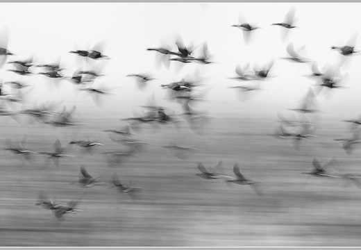 Blessgans (Anser albifrons)