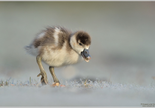 Nilgans (Alopochen aegyptiacus)