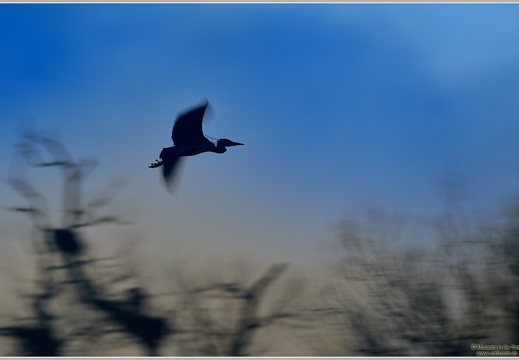 Graureiher (Ardea cinerea)
