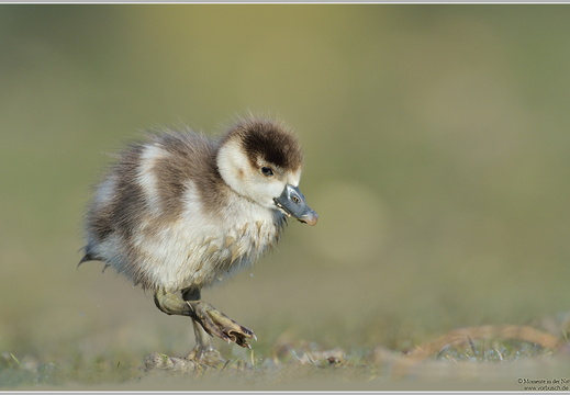 Nilgans (Alopochen aegyptiacus)