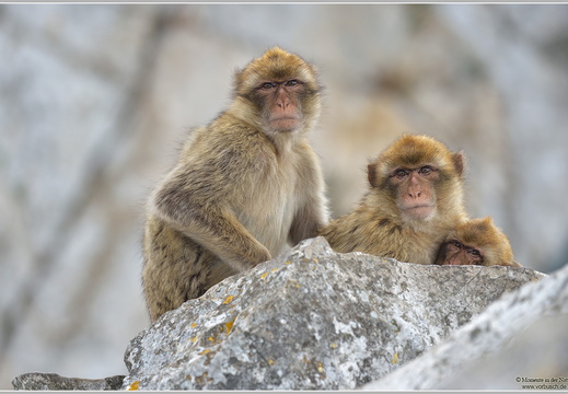 Berberaffe, Magot (Macaca sylvana)