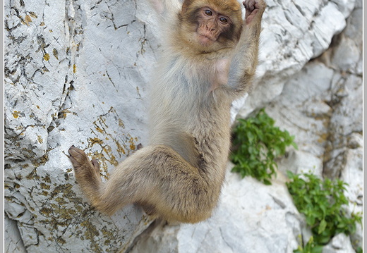 Berberaffe, Magot (Macaca sylvana)