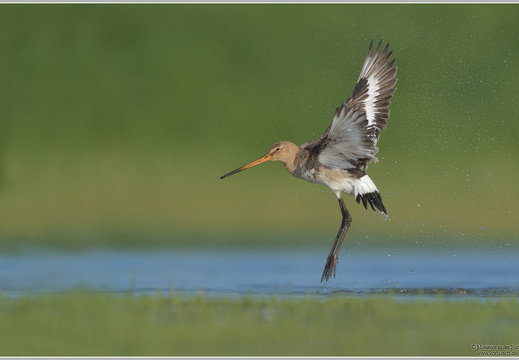Uferschnepfe (Limosa limosa) 