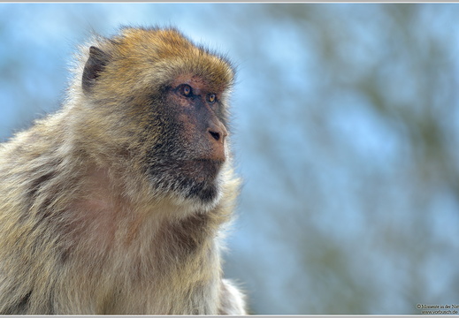 Berberaffe, Magot (Macaca sylvana)