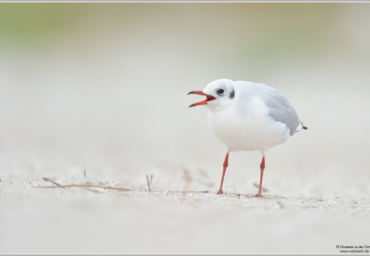 Lachmöwe (Larus ridibundus)