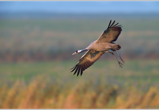 Grauer Kranich (Grus grus)