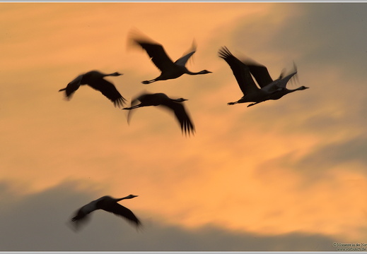 Grauer Kranich (Grus grus)