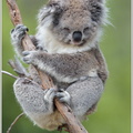 Koala-(Phascolarctos-cinereus).jpg
