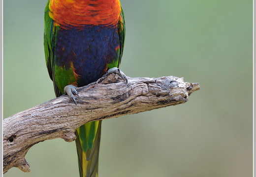 Allfarblori, Rainbow Lorikeet (Trichoglossus haematodus)