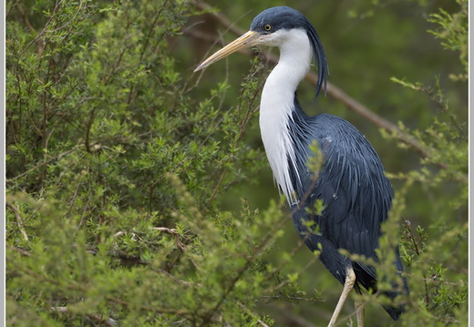 Elsterreiher (Egretta picata)