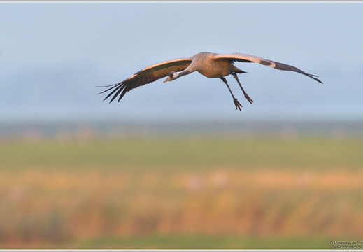 Grauer Kranich (Grus grus)
