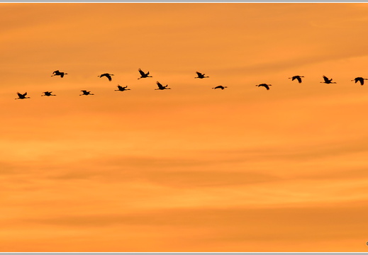 Grauer Kranich (Grus grus)