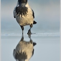 Nebelkrähe-(Corvus-corone-cornix)10.jpg
