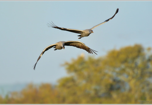 Grauer Kranich (Grus grus)