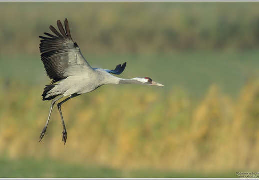 Grauer Kranich (Grus grus)