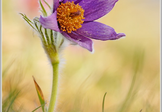 Küchenschelle (Pulsatilla vulgaris)