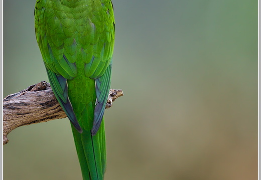 Allfarblori, Rainbow Lorikeet (Trichoglossus haematodus)